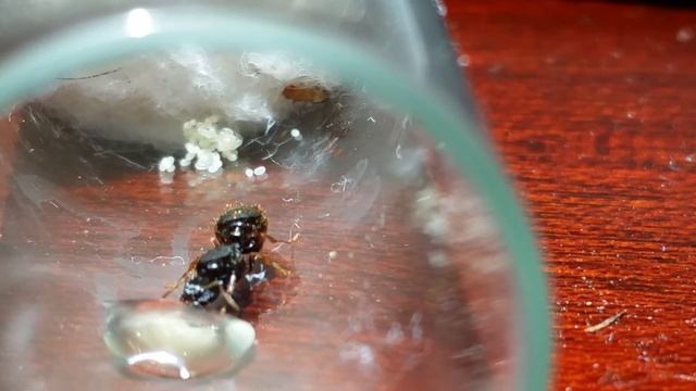 5 day old Tetramorium queen смотреть онлайн