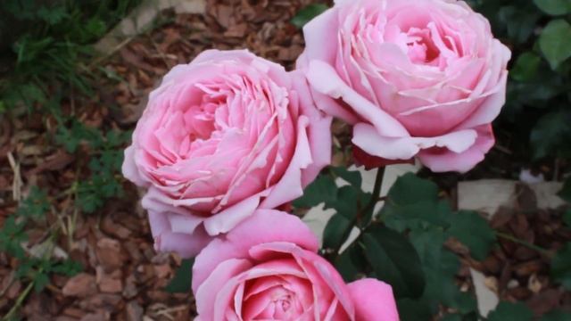 Шикарные розовые розы и их сочетания с шалфеем, дельфиниумом и котовником. Зацвели гортензии в саду смотреть онлайн