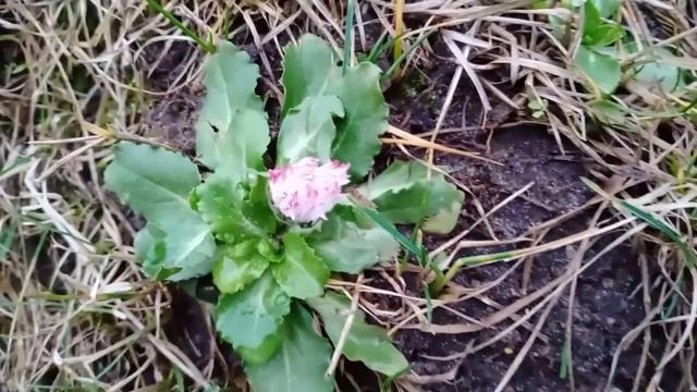 Псков.Цветы сошли с ума:)) смотреть онлайн