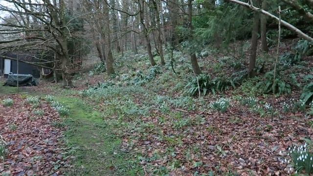 Snowdrops and Old Trees смотреть онлайн