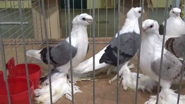 Pigeons / Tauben / Мои голуби / Germany /26.11. 2017 / Выставка голубей : Cloppenburg 2 смотреть онлайн