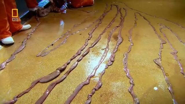 Mother Mother - Burning Pile / Animal Autopsy: Giraffe смотреть онлайн