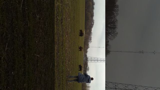 Безсмертные охотники на кабанов!