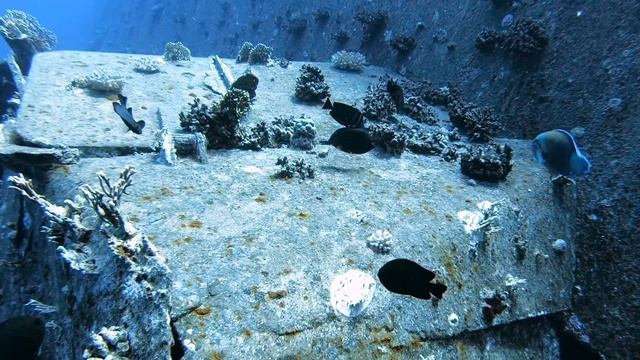 Diving @ Shaab Sheer - Safaga смотреть онлайн