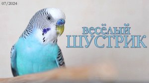 Волнистый попугай чирикает