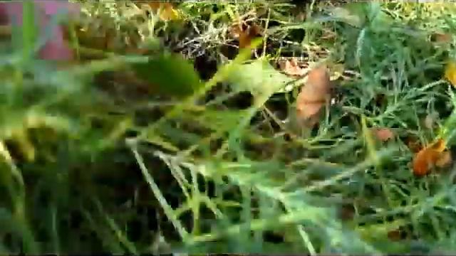 Planting Fall Bulbs - Wisconsin Garden Video Blog 202.avi смотреть онлайн