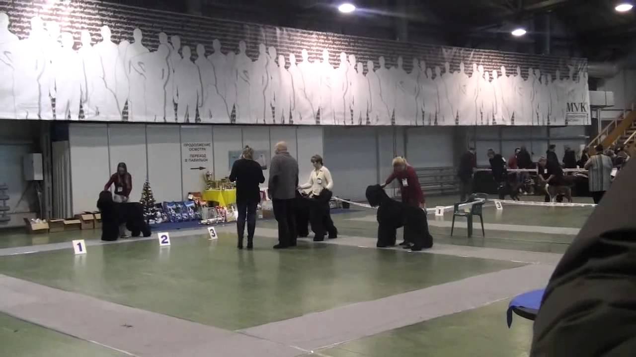 Монопородка РЧТ, 22.01.2012. Промежуток кобели, эксп. Р.Хомасуридзе