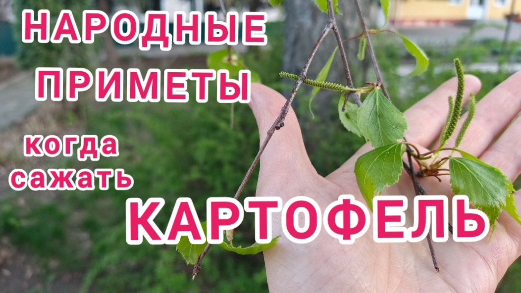Когда сажать картофель и какой? смотреть онлайн