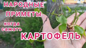Когда сажать картофель и какой?