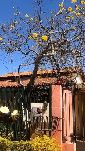 Ipê amarelo no cerrado e os que vêm depois смотреть онлайн