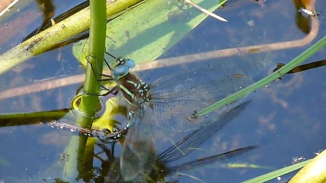Ponte de la libellule (probablement Aeshna umbrosa) смотреть онлайн