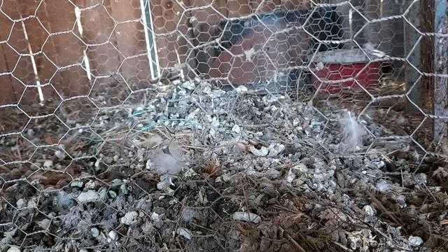 5 motive pentru a creste gaini смотреть онлайн
