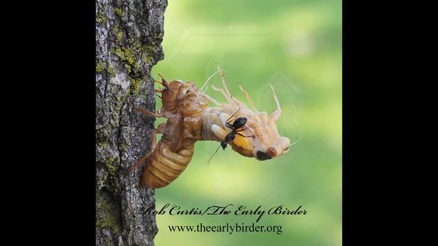 ANT VS CICADA 9088076 смотреть онлайн