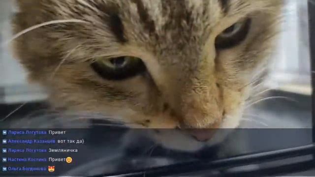 Телеканал "Муркоша" смотреть онлайн