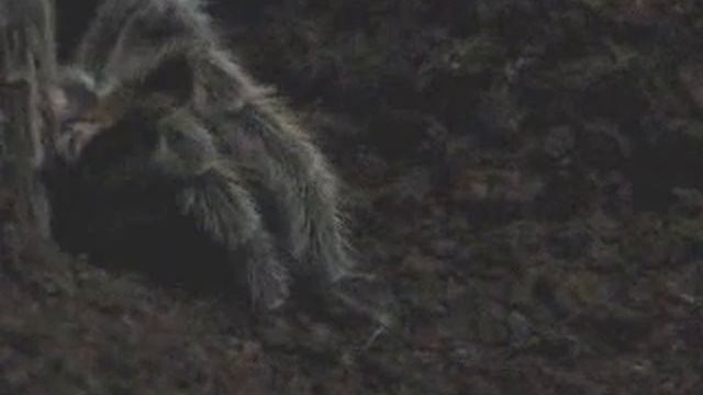 Chilean Rose Hair Tarantula (Grammostola rosea) смотреть онлайн