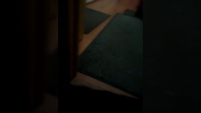 Кот Тимоха требует паштет! Timothy the cat demands pate! смотреть онлайн
