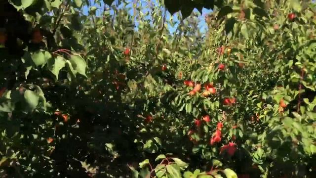 Nelson, Nîmes - Juillet 2022