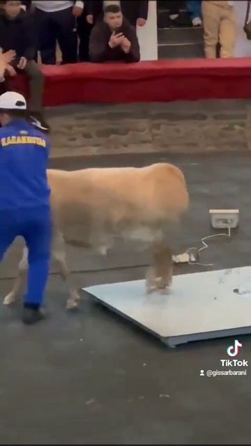 выставка казакиста арашан порода овец смотреть онлайн