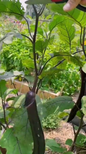 Picking vegetables natural sounds #youtubeshorts #viral #shortvideo #satisfying #asmr #shorts #shor смотреть онлайн