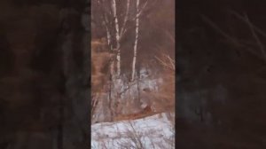 Встреча человека с тигром. Амурский тигр. Владивосток. Март 2024. Видео подписчиков.