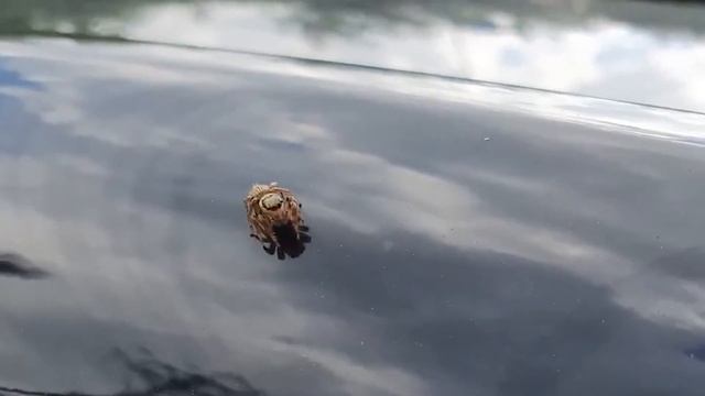 jumping spider 깡충 거미 눈 개수 세기 смотреть онлайн