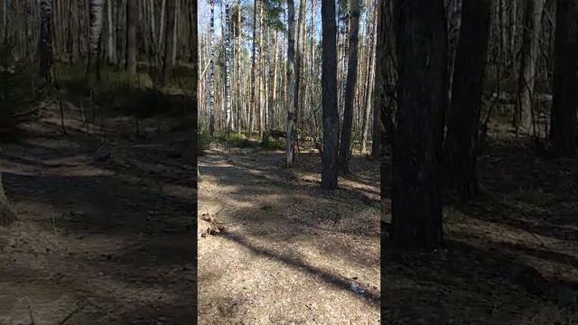 Весенняя уборка леса в честь ИСВ. смотреть онлайн