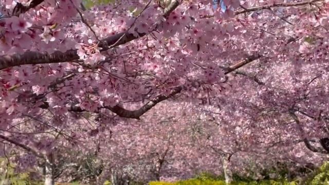 Cherry blossoms at Aston Norwood Garden, Wellington смотреть онлайн
