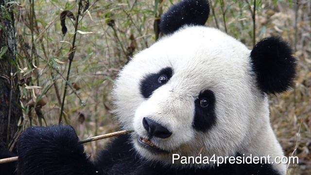 Panda v. Gorilla Campaign Ads смотреть онлайн