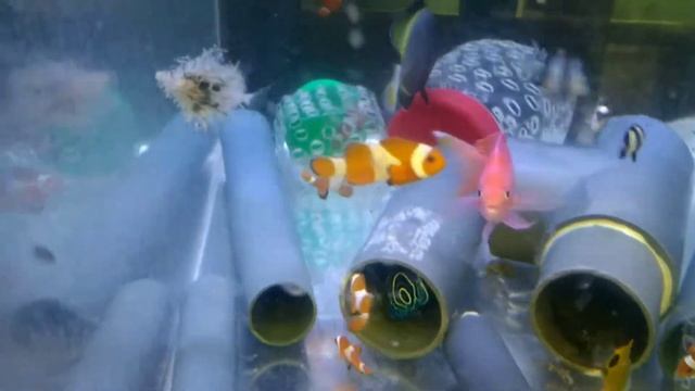 Тряпичник - не большой и не маленькой