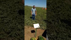 Арбуз Бомба F1 - День поля по арбузам. Август 2017 - Ростовская область