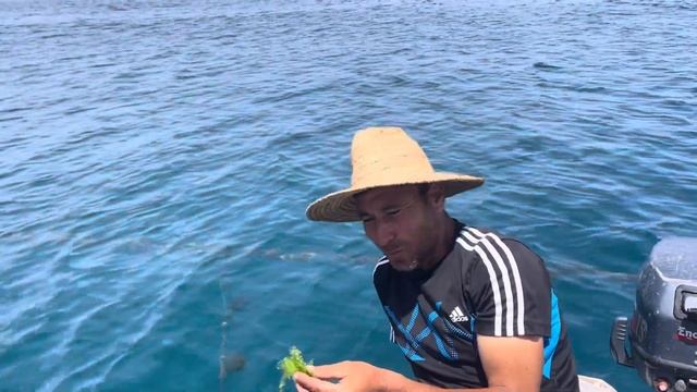 الأعشاب البحرية أكلة شهية وفوائد طبية طحالب إلفا خس البحر أو الأولفا (الاسم العلمي: Ulva) смотреть онлайн