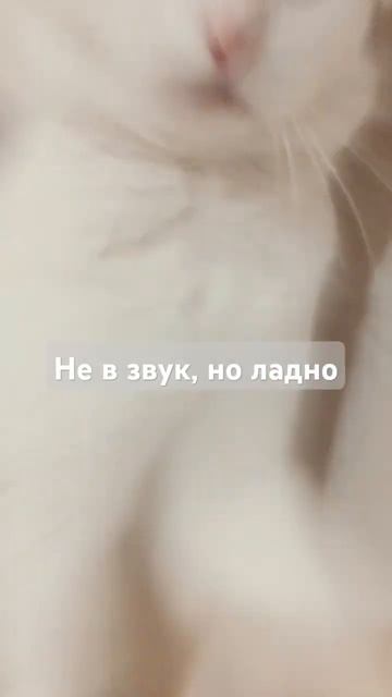 кошка бьёт телефон? 😨 #cute #милота #aesthetic #cat #catlover #топ #like #youtubeshorts #subscribe