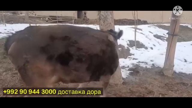 ГУСАЛАЧА ВА ГОВИ ШИРДОР ОРГИНАЛ ФРУШИ 15 февраля 2022 г. смотреть онлайн