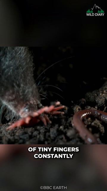 The Most Bizare Creature смотреть онлайн