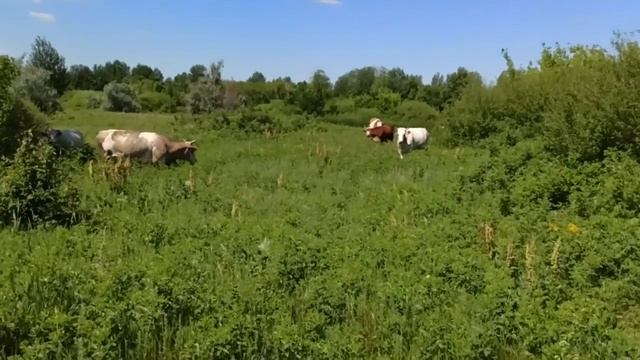 Сельская идиллия смотреть онлайн
