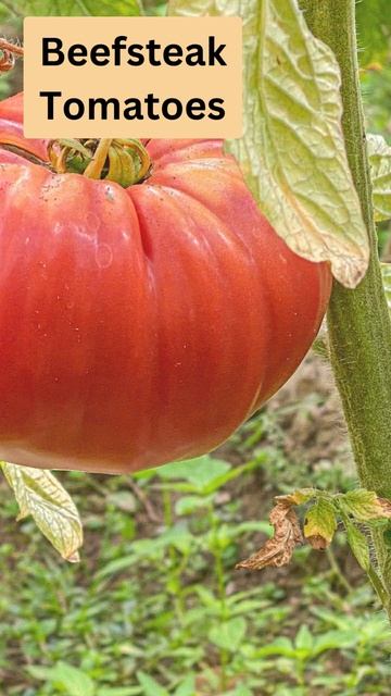 Beefsteak Tomatoes (Tomato Varieties to Grow in Australia) смотреть онлайн