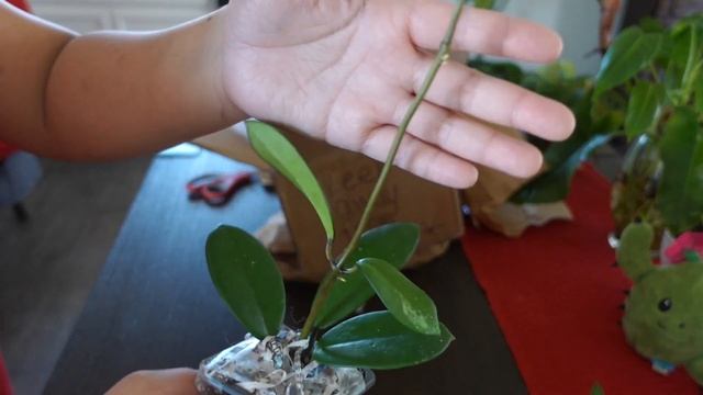 Hoya Minibelle, Diversifolia, And Memoria