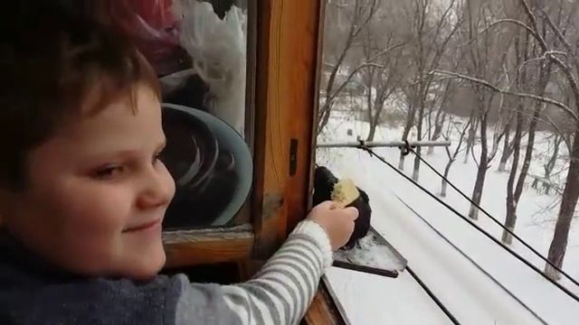 мой ручной голубь смотреть онлайн