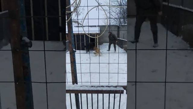 Притравка Алого на кабана смотреть онлайн