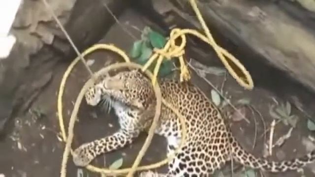 Спасли леопарда смотреть онлайн