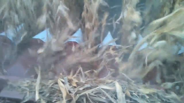 уборка кукурузы комбайном TORUM-750