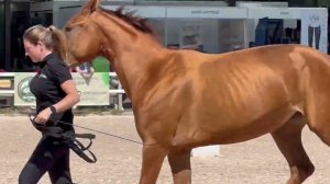 Донские лошади. Парад пород выставки Иппосфера 2023