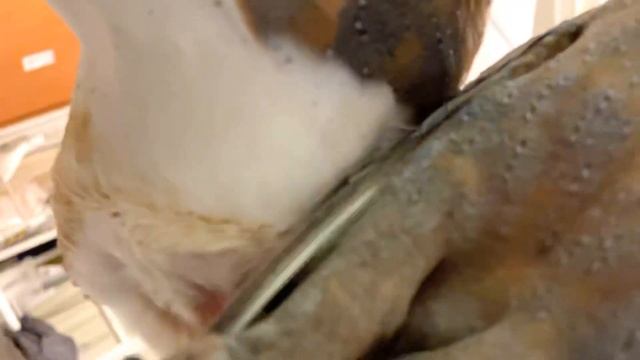 Barn Owl | He loves it here lately🦉 смотреть онлайн