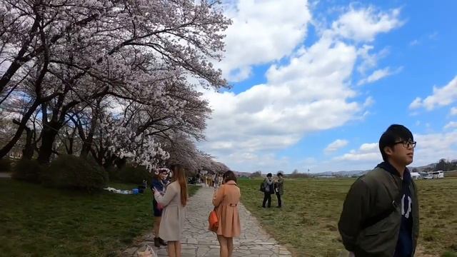 sakura 🌸🌸🌸 (cherry blossoms) 2019 😍 смотреть онлайн