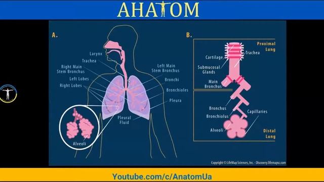 12 в тілі людини