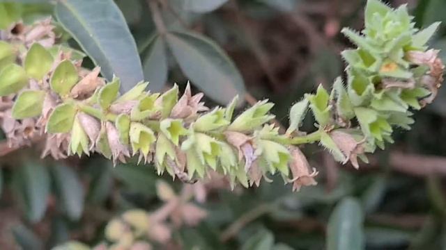 אשבל ארצישראלי בחברת אלת המסטיק ושרביטן מצוי Stachys palaestina смотреть онлайн