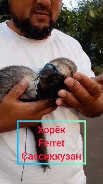 📘хорек-ferret-сассиккузан🦡 #shorts #vocabulary #ferret #хорек #жалалабад #сузак #azizbek_holdarov смотреть онлайн