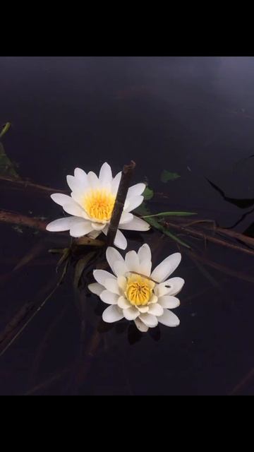 Первый лодочный 2024 #топ #рыбалка