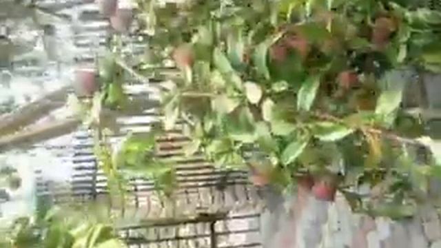 Персики в Добромилі смотреть онлайн