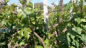 Осыпается завязь винограда